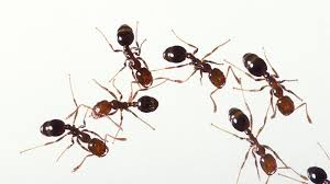cancer ants
