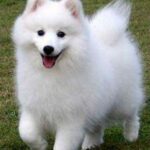 Samoyeds-beautiful-dog