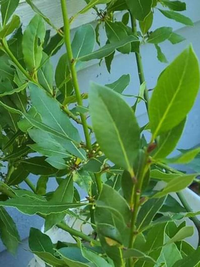 Smart Weight Loss with Natural Benefits of Bay Leaves